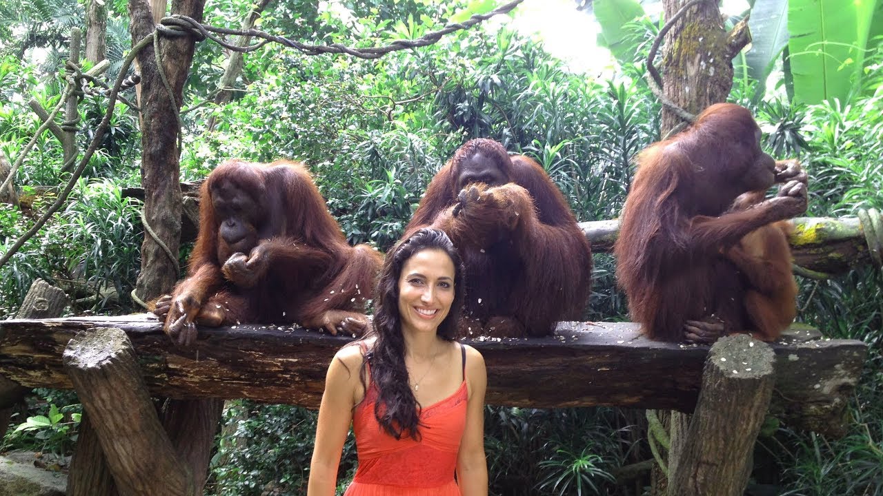 Singapore Zoo Breakfast with Orangutans