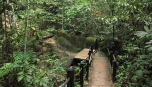 bukit timah nature reserve 191746 300x172 Bukit Timah Nature Reserve in Singapore