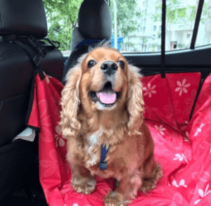 pet3 1 300x293 Top 10 Pet Taxi Booking In Singapore